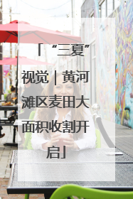 “三夏”视觉｜黄河滩区麦田大面积收割开启
