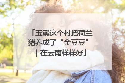 玉溪这个村把荷兰猪养成了“金豆豆”｜在云南样样好