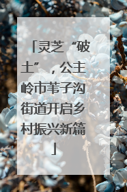 灵芝“破土”，公主岭市苇子沟街道开启乡村振兴新篇