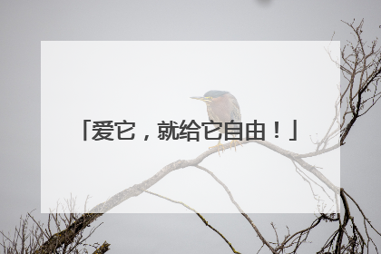 爱它，就给它自由！