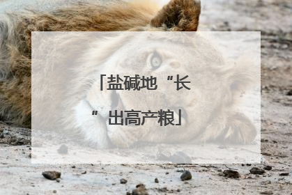 盐碱地“长”出高产粮