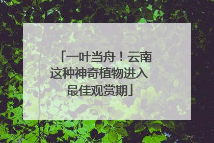 一叶当舟！云南这种神奇植物进入最佳观赏期