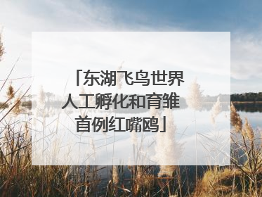 东湖飞鸟世界人工孵化和育雏首例红嘴鸥