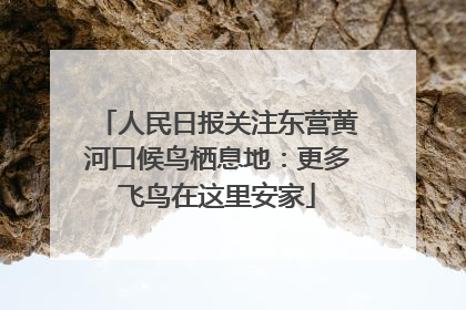 人民日报关注东营黄河口候鸟栖息地：更多飞鸟在这里安家