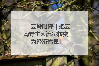云岭时评｜把云南野生菌流量转变为经济增量