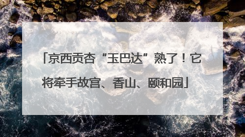 京西贡杏“玉巴达”熟了！它将牵手故宫、香山、颐和园