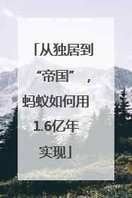从独居到“帝国”，蚂蚁如何用1.6亿年实现