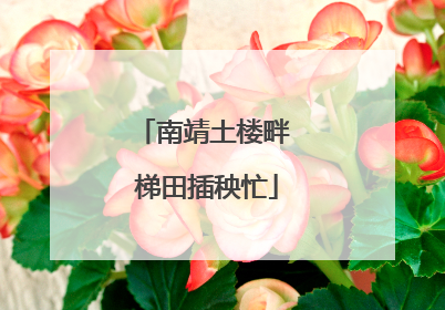 南靖土楼畔 梯田插秧忙