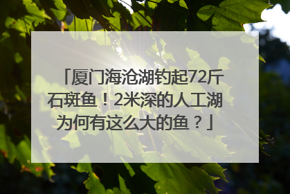 厦门海沧湖钓起72斤石斑鱼！2米深的人工湖为何有这么大的鱼？