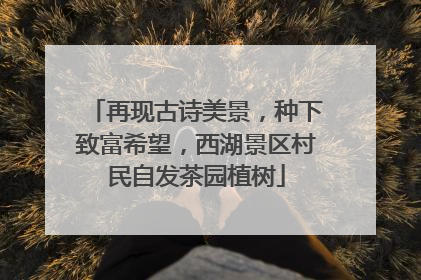 再现古诗美景，种下致富希望，西湖景区村民自发茶园植树