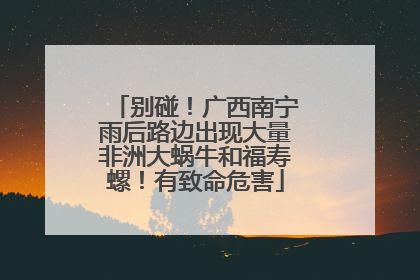 别碰！广西南宁雨后路边出现大量非洲大蜗牛和福寿螺！有致命危害
