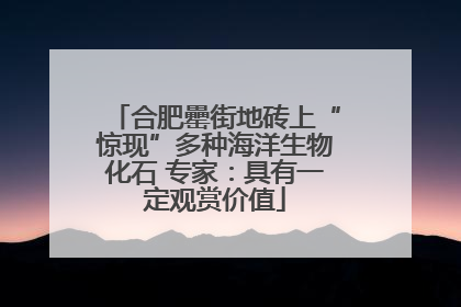 合肥罍街地砖上“惊现”多种海洋生物化石 专家：具有一定观赏价值