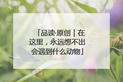 品读·原创｜在这里，永远想不出会遇到什么动物
