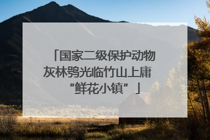 国家二级保护动物灰林鸮光临竹山上庸“鲜花小镇”