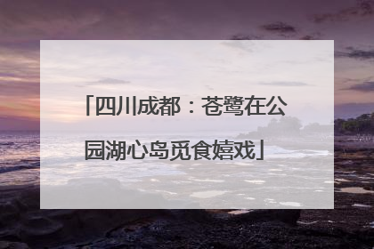 四川成都：苍鹭在公园湖心岛觅食嬉戏