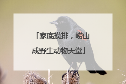 家底摸排，崂山成野生动物天堂