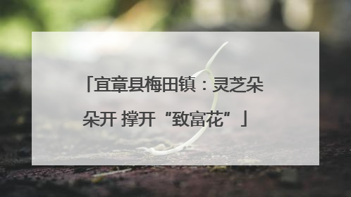 宜章县梅田镇：灵芝朵朵开 撑开“致富花”