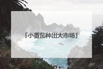 小番茄种出大市场