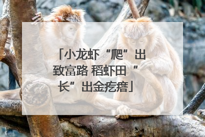 小龙虾“爬”出致富路 稻虾田“长”出金疙瘩