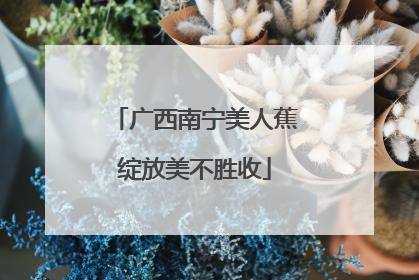 广西南宁美人蕉绽放美不胜收