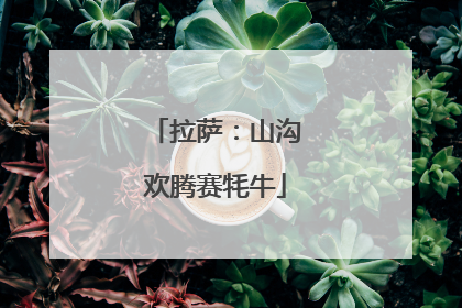 拉萨：山沟欢腾赛牦牛