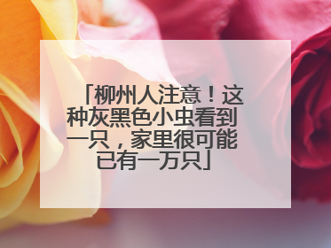 柳州人注意！这种灰黑色小虫看到一只，家里很可能已有一万只