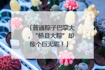 普通粽子巴掌大，“横县大粽”却像个巨无霸！