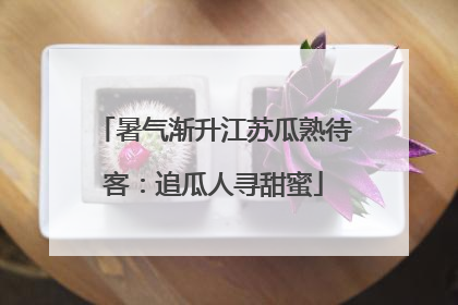 暑气渐升江苏瓜熟待客：追瓜人寻甜蜜