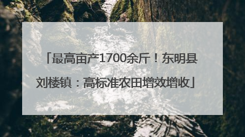 最高亩产1700余斤！东明县刘楼镇：高标准农田增效增收