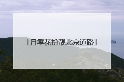 月季花扮靓北京道路