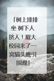 树上排排坐 树下人挤人！厦大校园来了一窝猫头鹰引围观