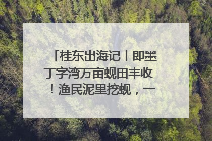 桂东出海记丨即墨丁字湾万亩蚬田丰收！渔民泥里挖蚬，一天上岸过千斤