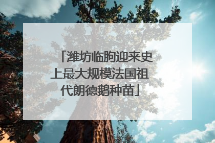 潍坊临朐迎来史上最大规模法国祖代朗德鹅种苗
