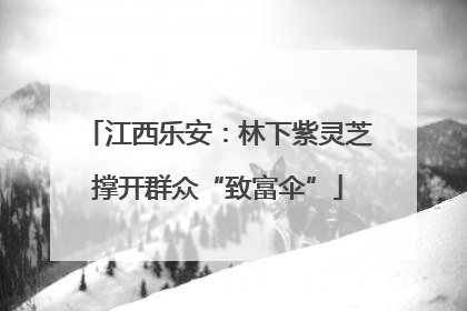 江西乐安：林下紫灵芝撑开群众“致富伞”