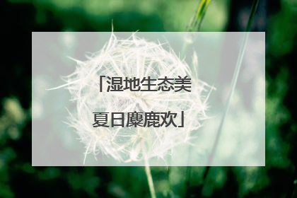 湿地生态美 夏日麋鹿欢