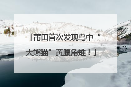 莆田首次发现鸟中“大熊猫”黄腹角雉！