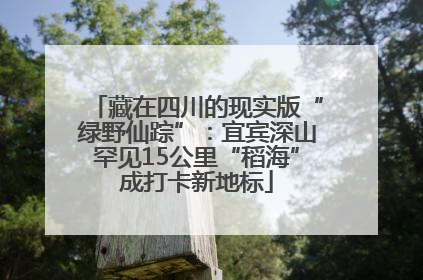 藏在四川的现实版“绿野仙踪”：宜宾深山罕见15公里“稻海”成打卡新地标