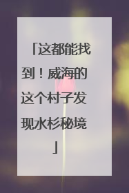 这都能找到！威海的这个村子发现水杉秘境