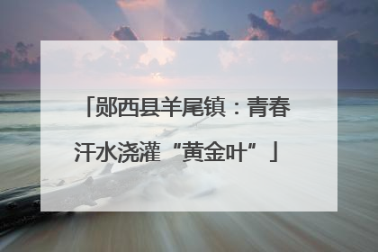 郧西县羊尾镇：青春汗水浇灌“黄金叶”
