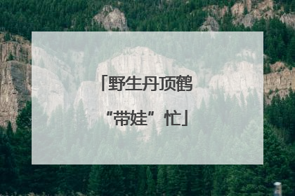 野生丹顶鹤“带娃”忙