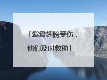 鸳鸯翅膀受伤，他们及时救助