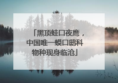 黑顶蛙口夜鹰，中国唯一蟆口鸱科物种现身临沧