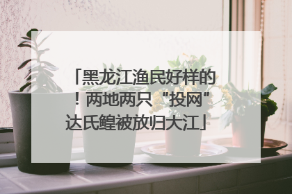黑龙江渔民好样的！两地两只“投网”达氏鳇被放归大江
