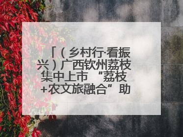 （乡村行·看振兴）广西钦州荔枝集中上市 “荔枝+农文旅融合”助农增收